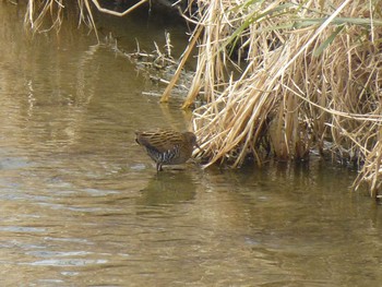 Brown-cheeked Rail 淀川河川公園 Sun, 2/17/2019