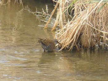 Brown-cheeked Rail 淀川河川公園 Sun, 2/17/2019