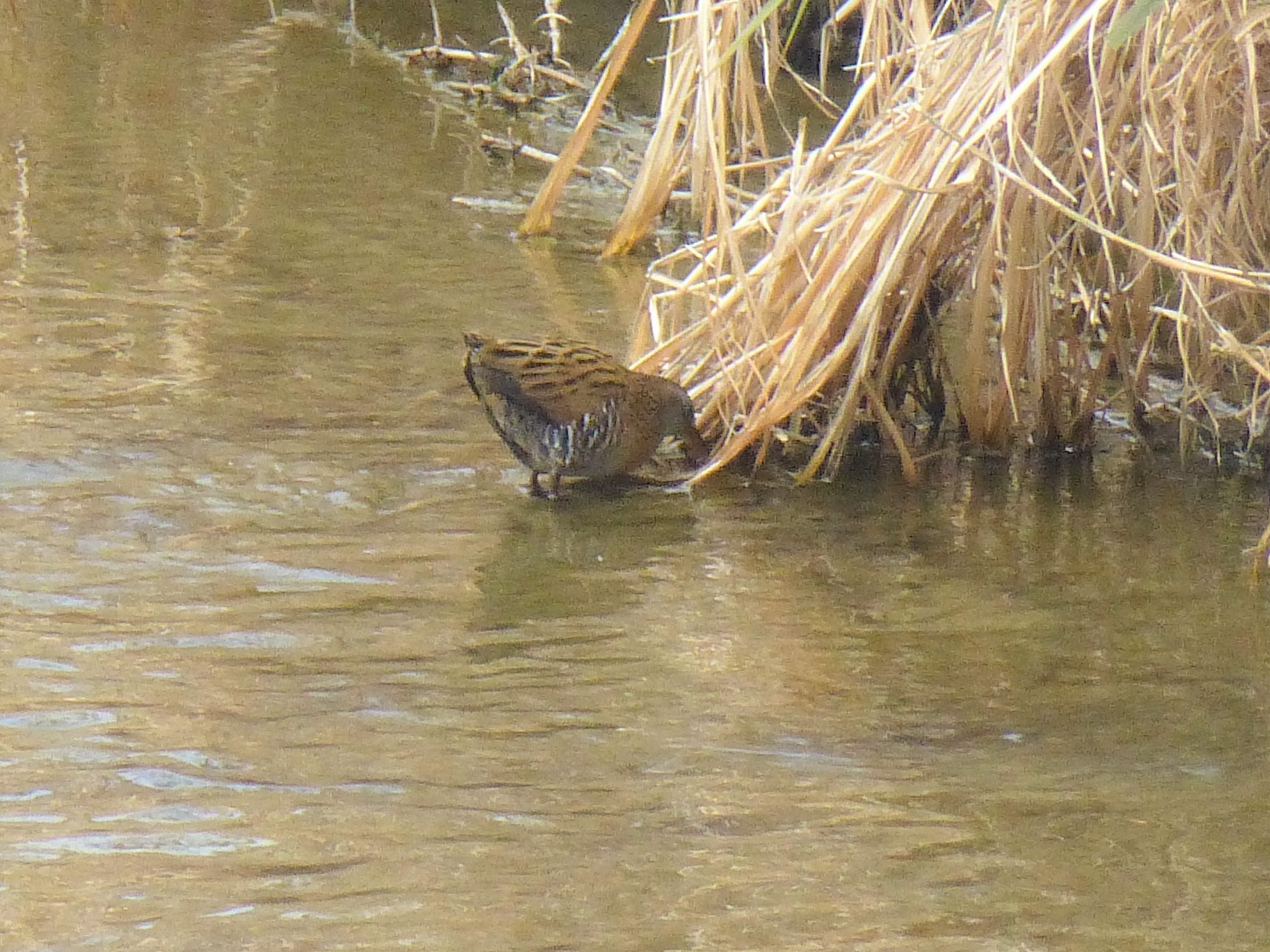 Photo of Brown-cheeked Rail at 淀川河川公園 by マル