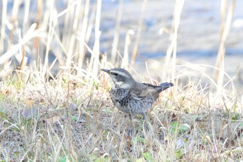 Dusky Thrush Unknown Spots Sun, 2/17/2019