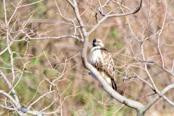 ノスリ 東京港野鳥公園 2019年2月17日(日)