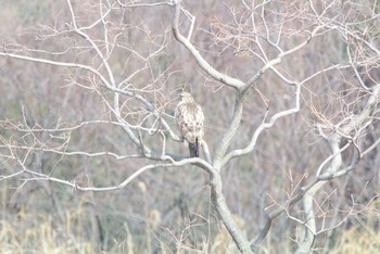 Eastern Buzzard Tokyo Port Wild Bird Park Sun, 2/17/2019