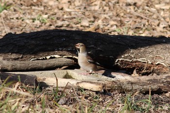 Hawfinch 秋ヶ瀬公園(野鳥の森) Sun, 2/17/2019