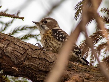 Japanese Pygmy Woodpecker 平城宮跡 Sun, 2/17/2019