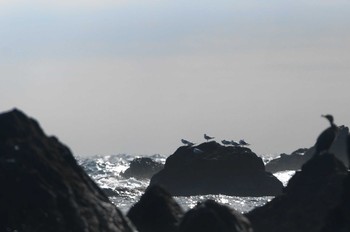 ユリカモメ 真鶴 2019年2月10日(日)