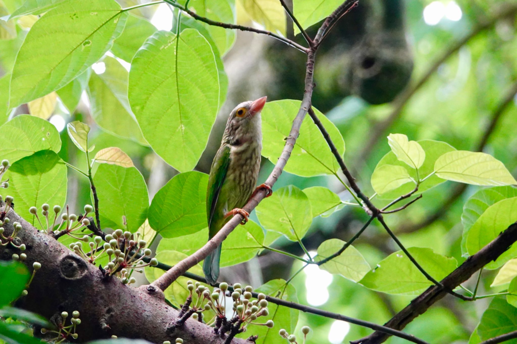 Bukit Timah Nature Reserve (Singapore) シロボシオオゴシキドリの写真 by のどか