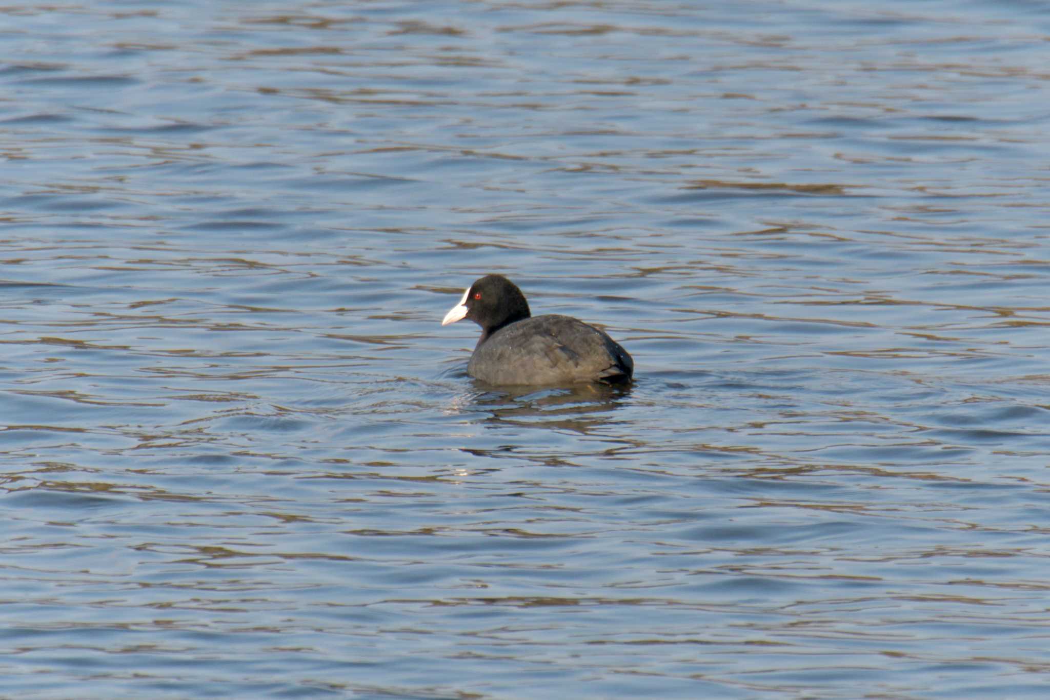 Eurasian Coot