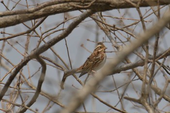 カシラダカ 三重県上野森林公園 2019年2月17日(日)