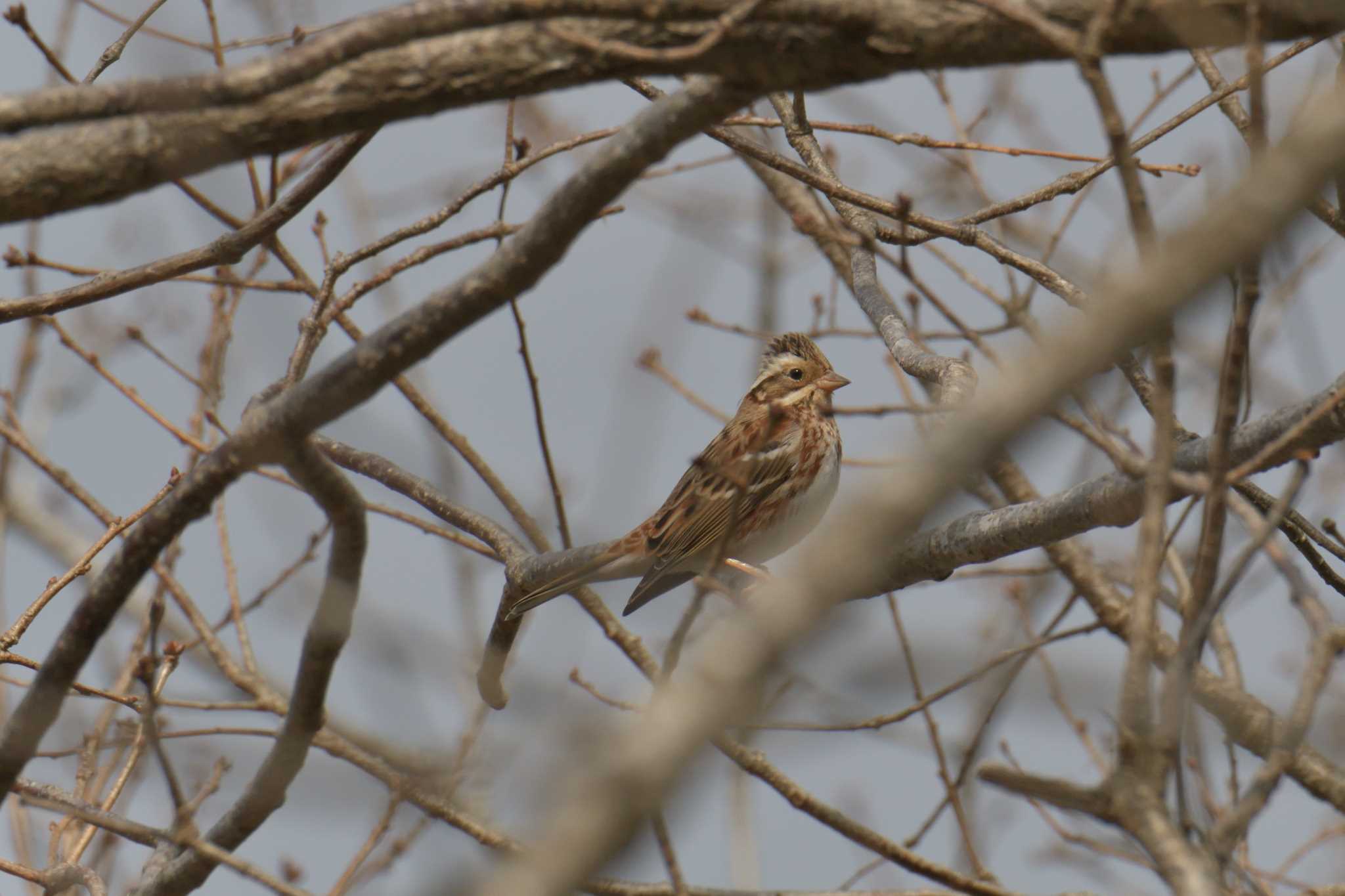 Photo of Rustic Bunting at Mie-ken Ueno Forest Park by masatsubo