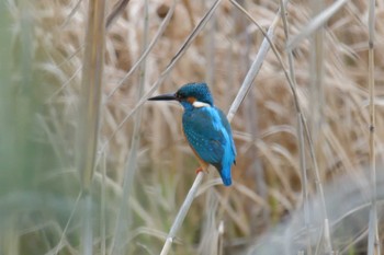 カワセミ 三重県上野森林公園 2019年2月17日(日)