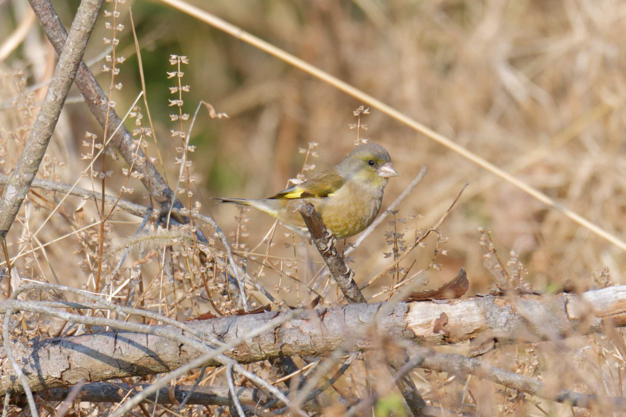 Grey-capped Greenfinch