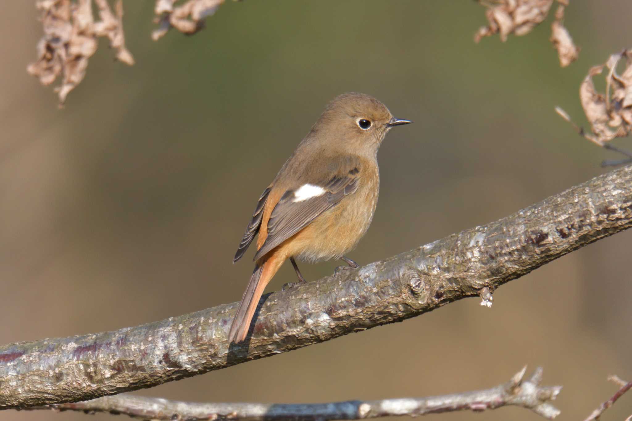 Photo of Daurian Redstart at Mie-ken Ueno Forest Park by masatsubo