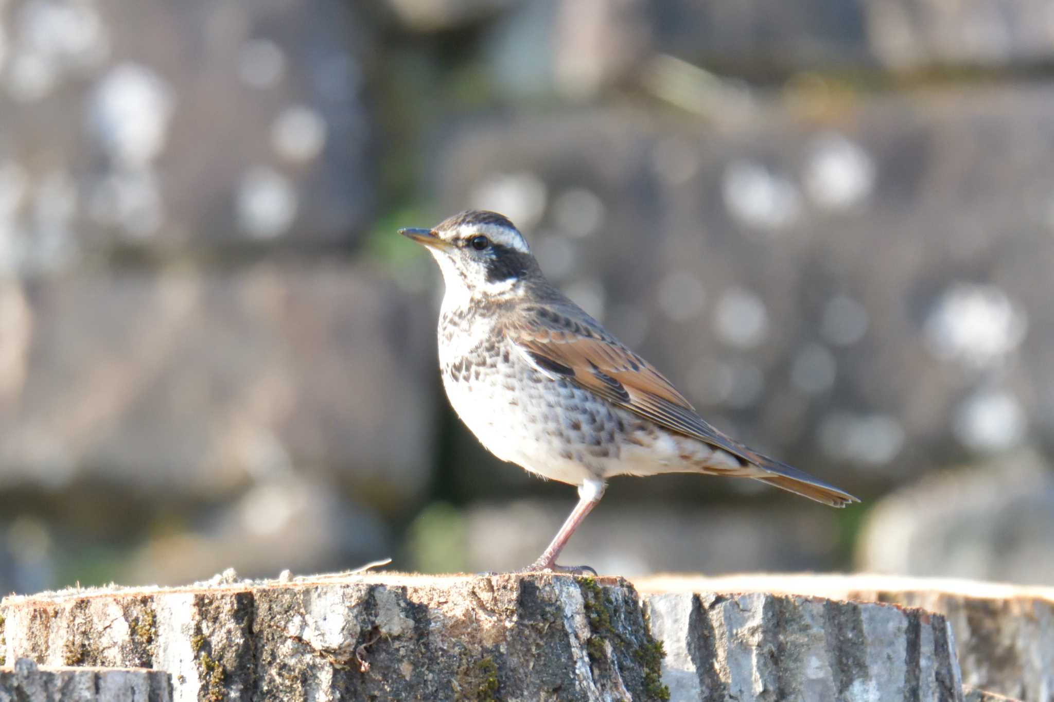 Photo of Dusky Thrush at Mie-ken Ueno Forest Park by masatsubo