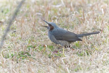 ヒヨドリ 三重県上野森林公園 2019年2月17日(日)