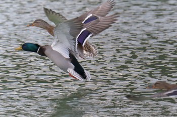 マガモ 三重県上野森林公園 2019年2月17日(日)