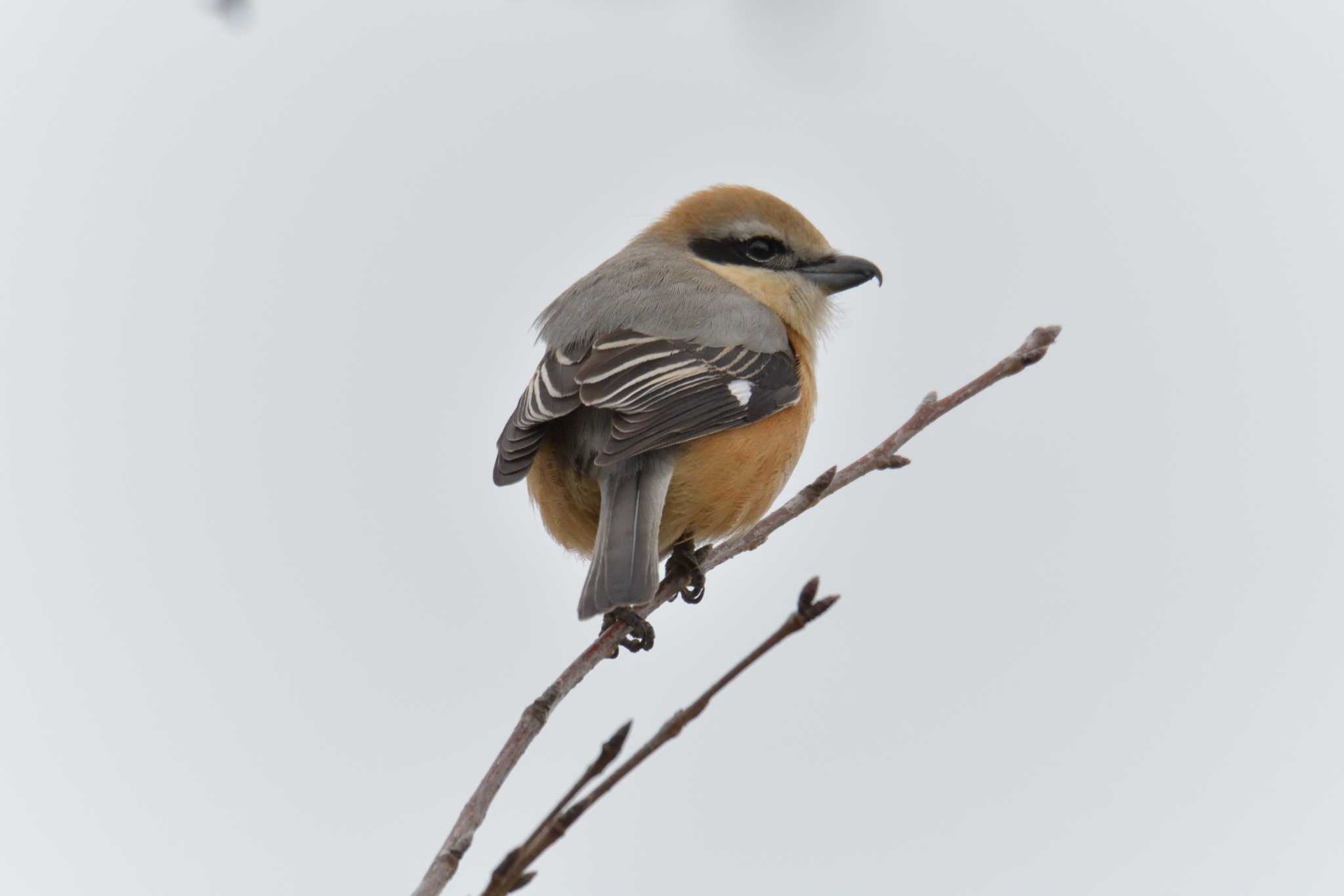 Photo of Bull-headed Shrike at Mie-ken Ueno Forest Park by masatsubo