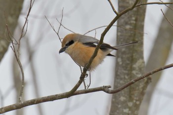 モズ 三重県上野森林公園 2019年2月17日(日)