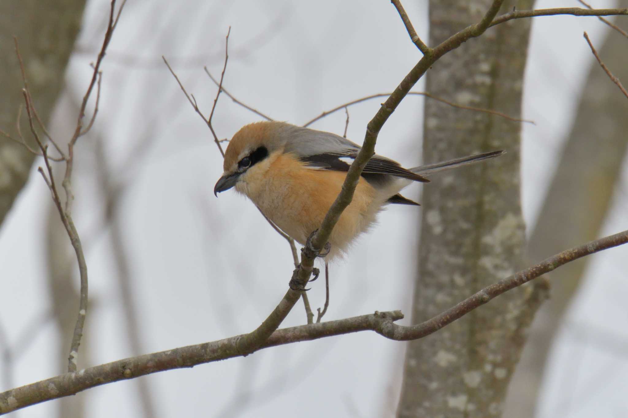 Bull-headed Shrike