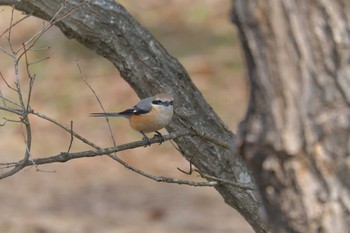 モズ 三重県上野森林公園 2019年2月17日(日)