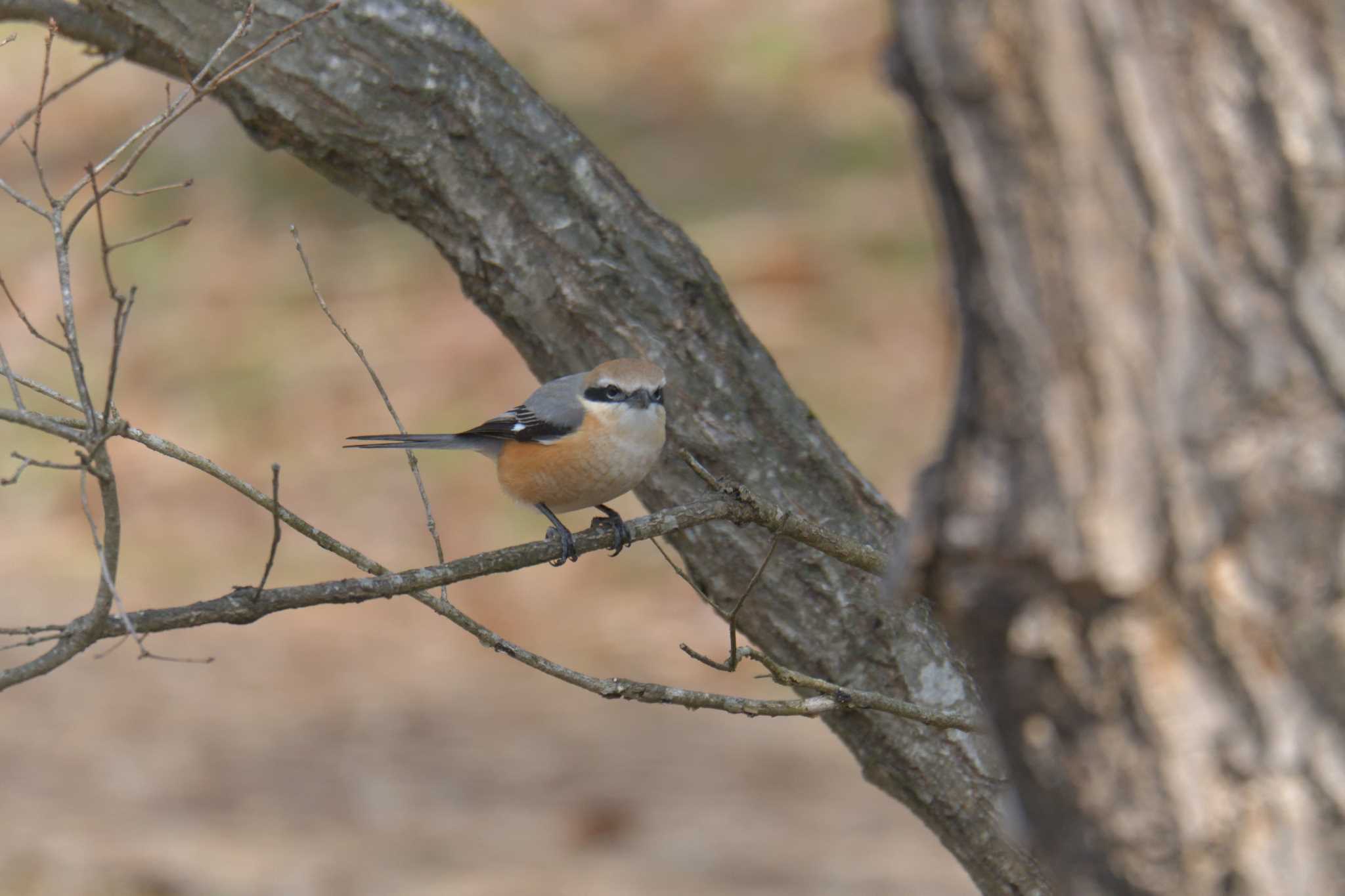 Bull-headed Shrike