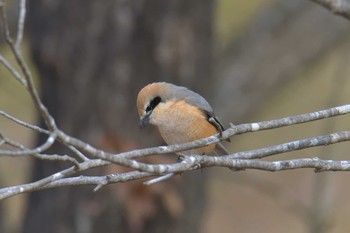 モズ 三重県上野森林公園 2019年2月17日(日)