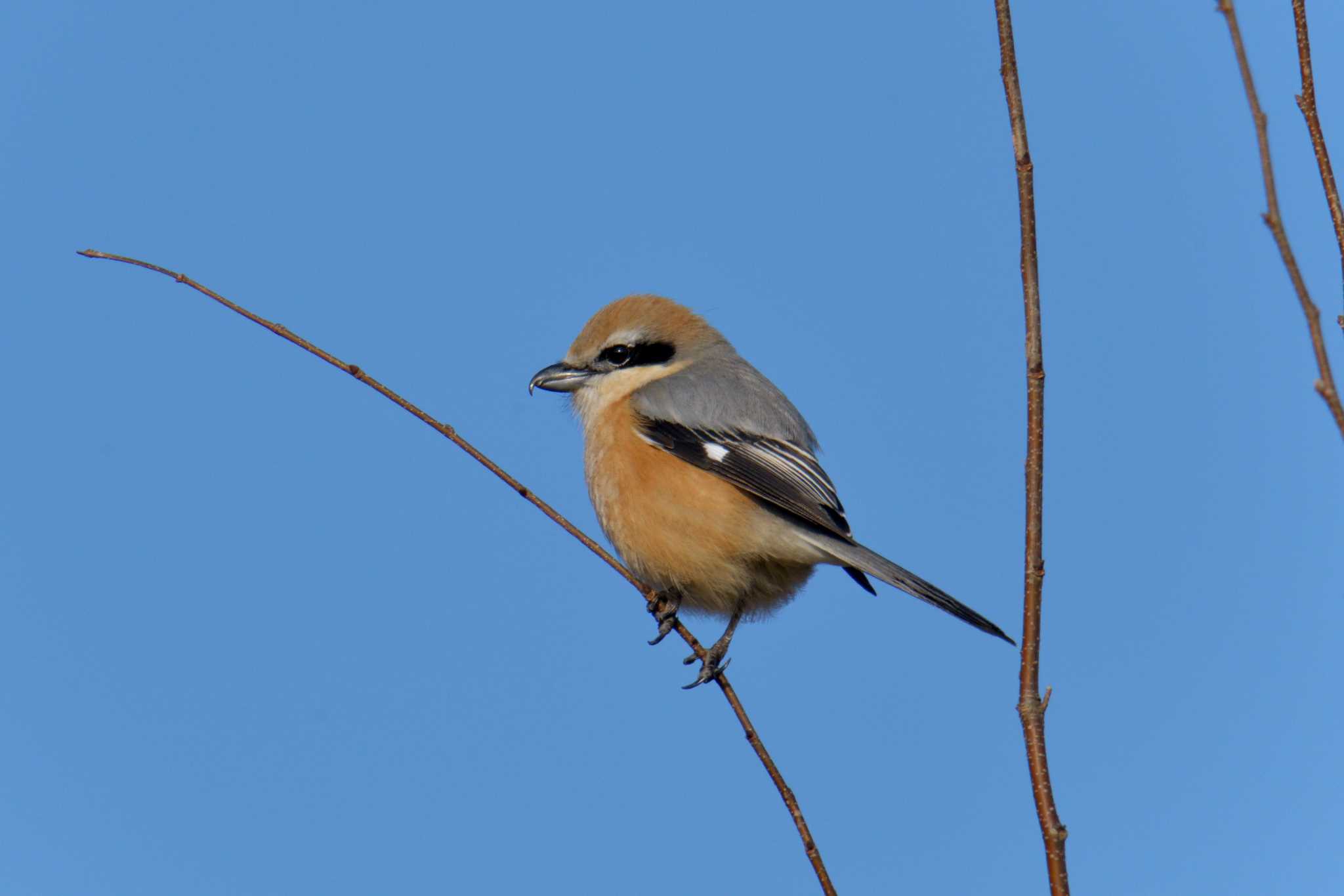 Photo of Bull-headed Shrike at Mie-ken Ueno Forest Park by masatsubo