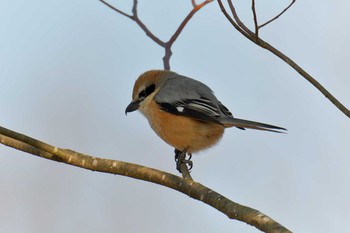 モズ 三重県上野森林公園 2019年2月17日(日)