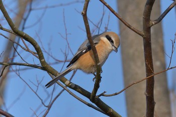 モズ 三重県上野森林公園 2019年2月17日(日)