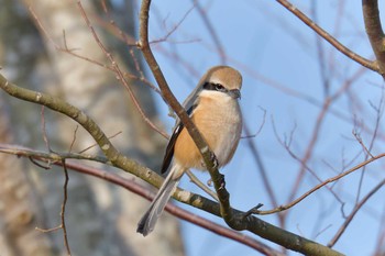 モズ 三重県上野森林公園 2019年2月17日(日)