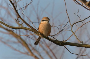 モズ 三重県上野森林公園 2019年2月17日(日)