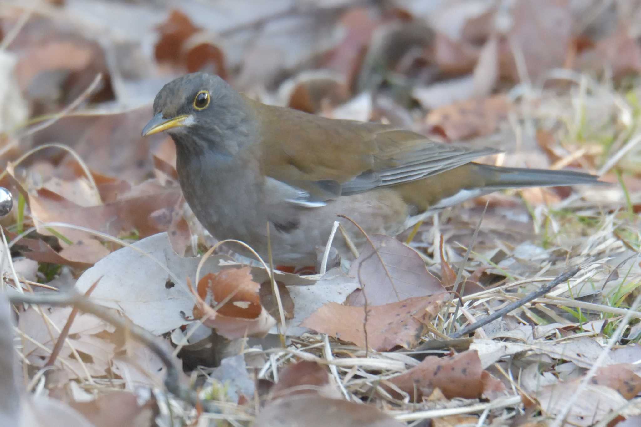 Pale Thrush