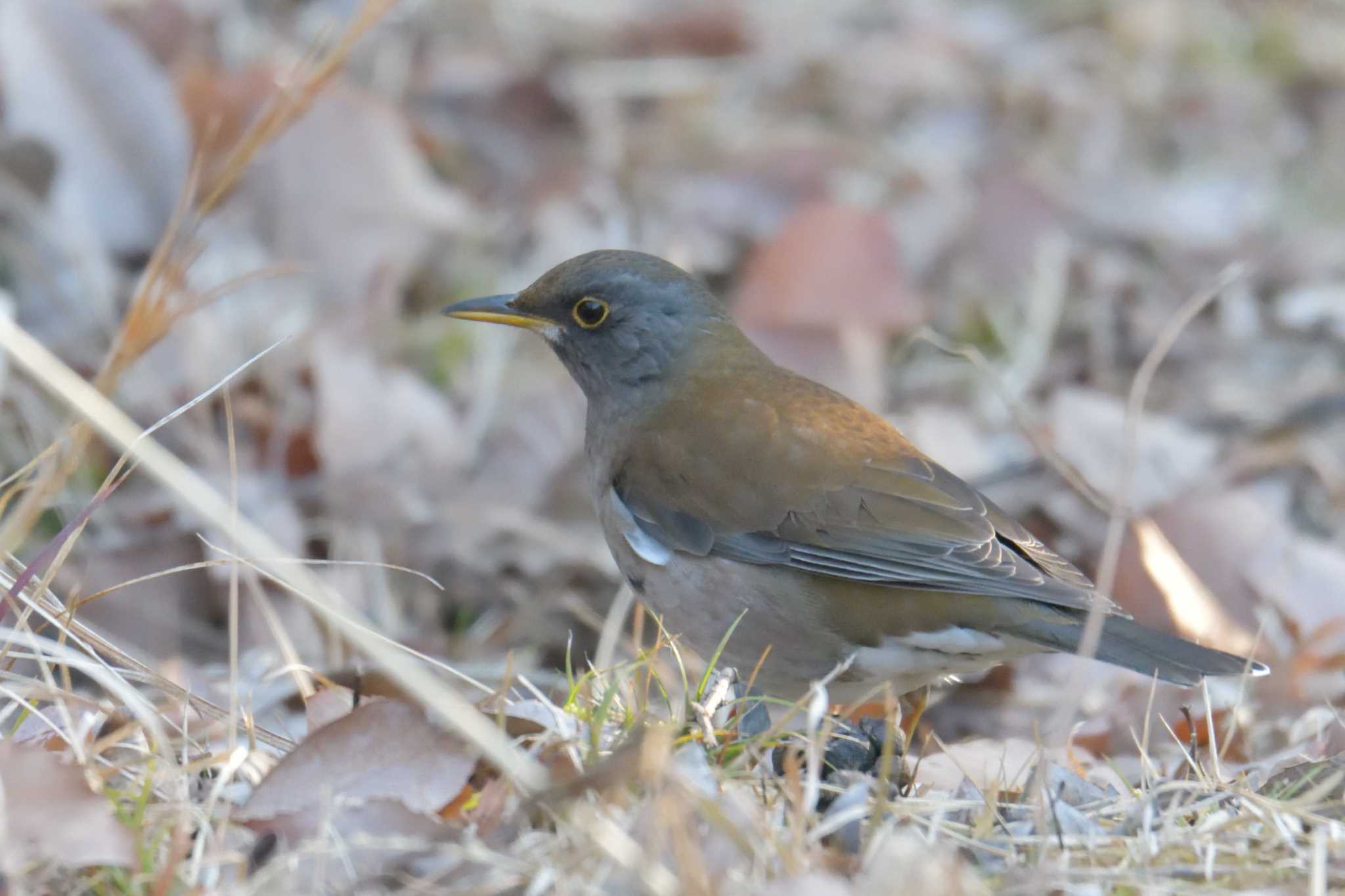 Pale Thrush