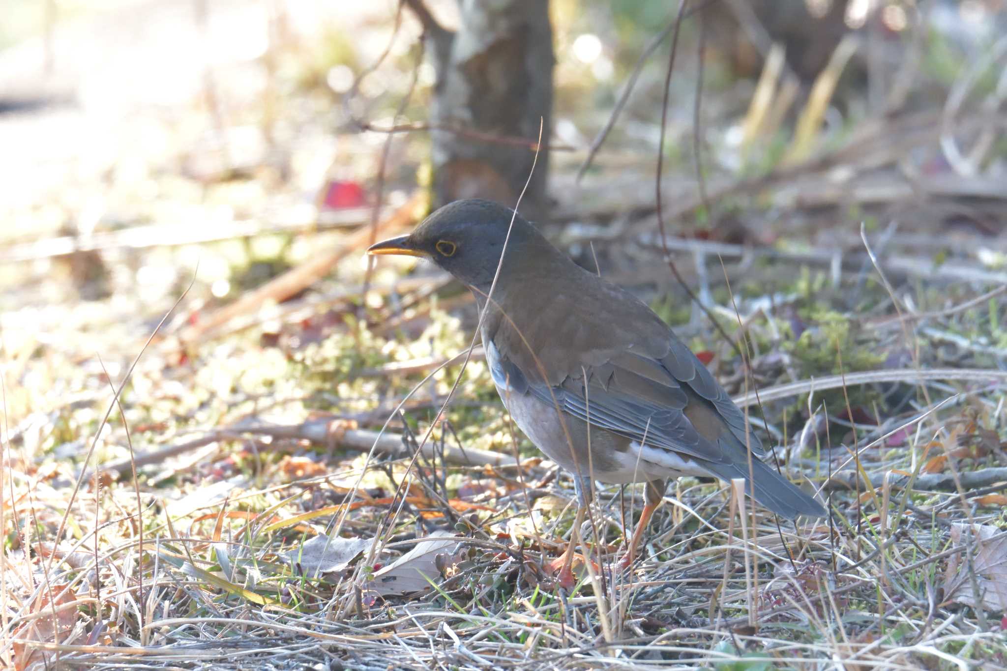 Pale Thrush