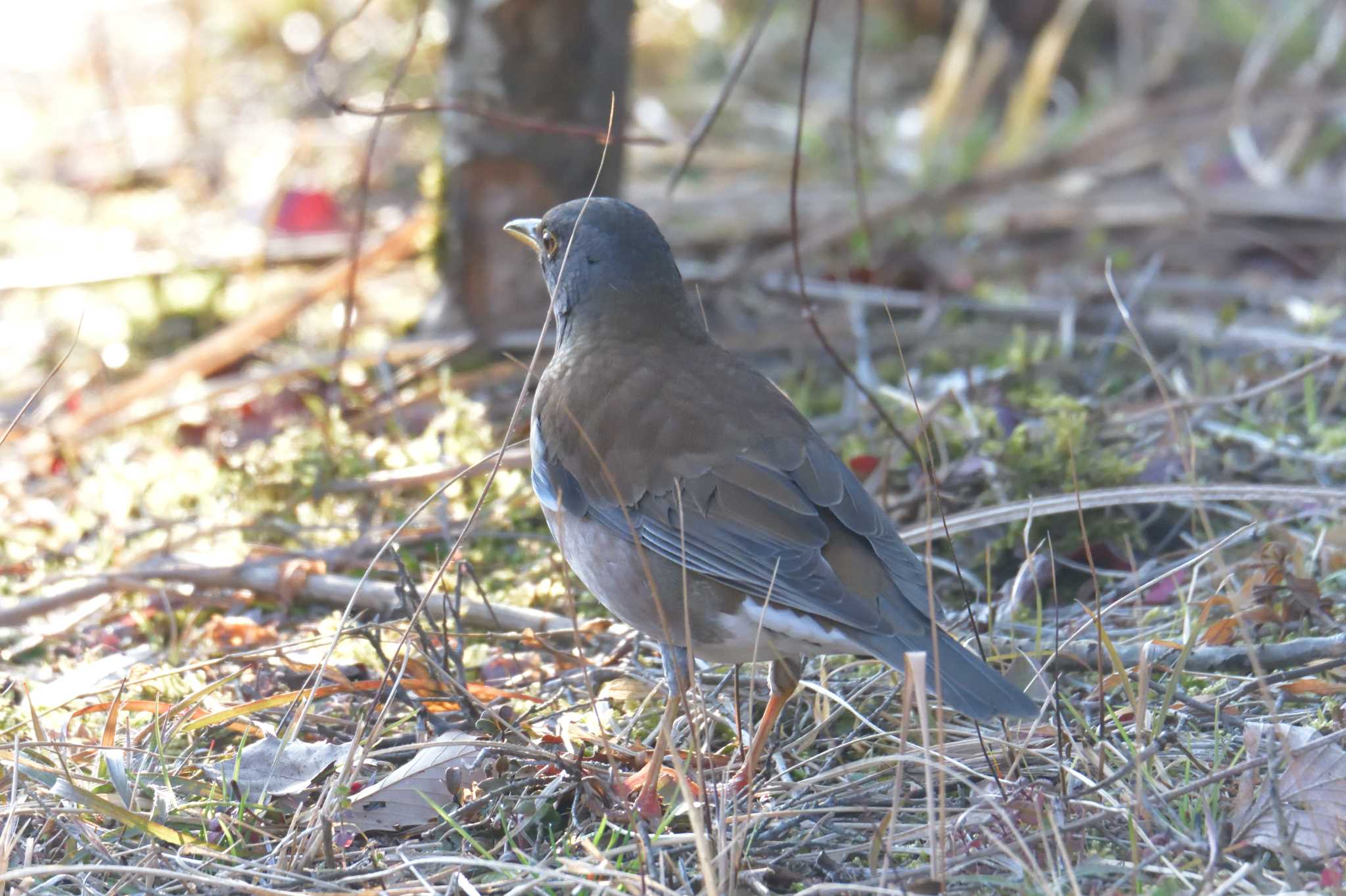 Photo of Pale Thrush at Mie-ken Ueno Forest Park by masatsubo