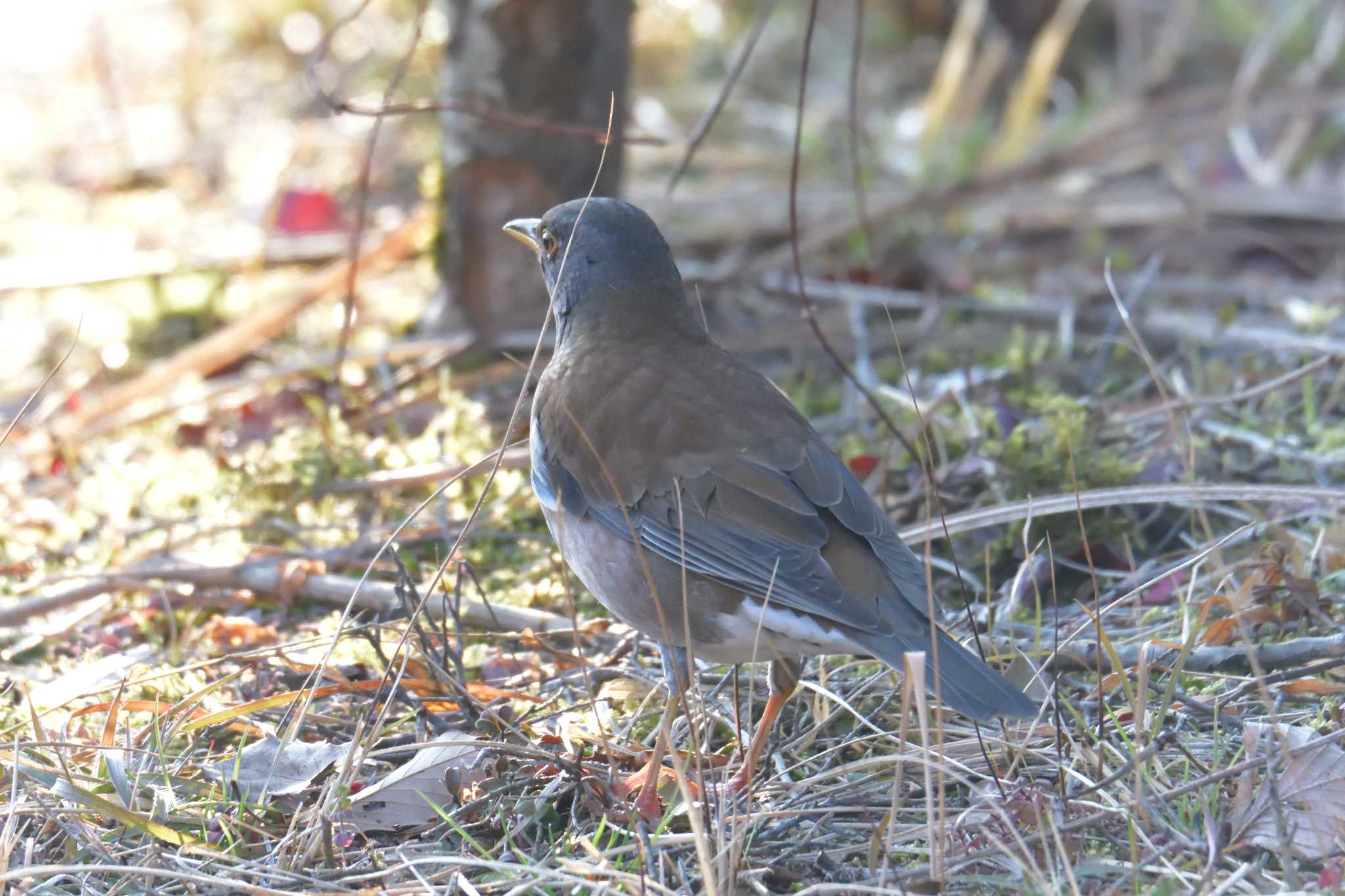 Pale Thrush