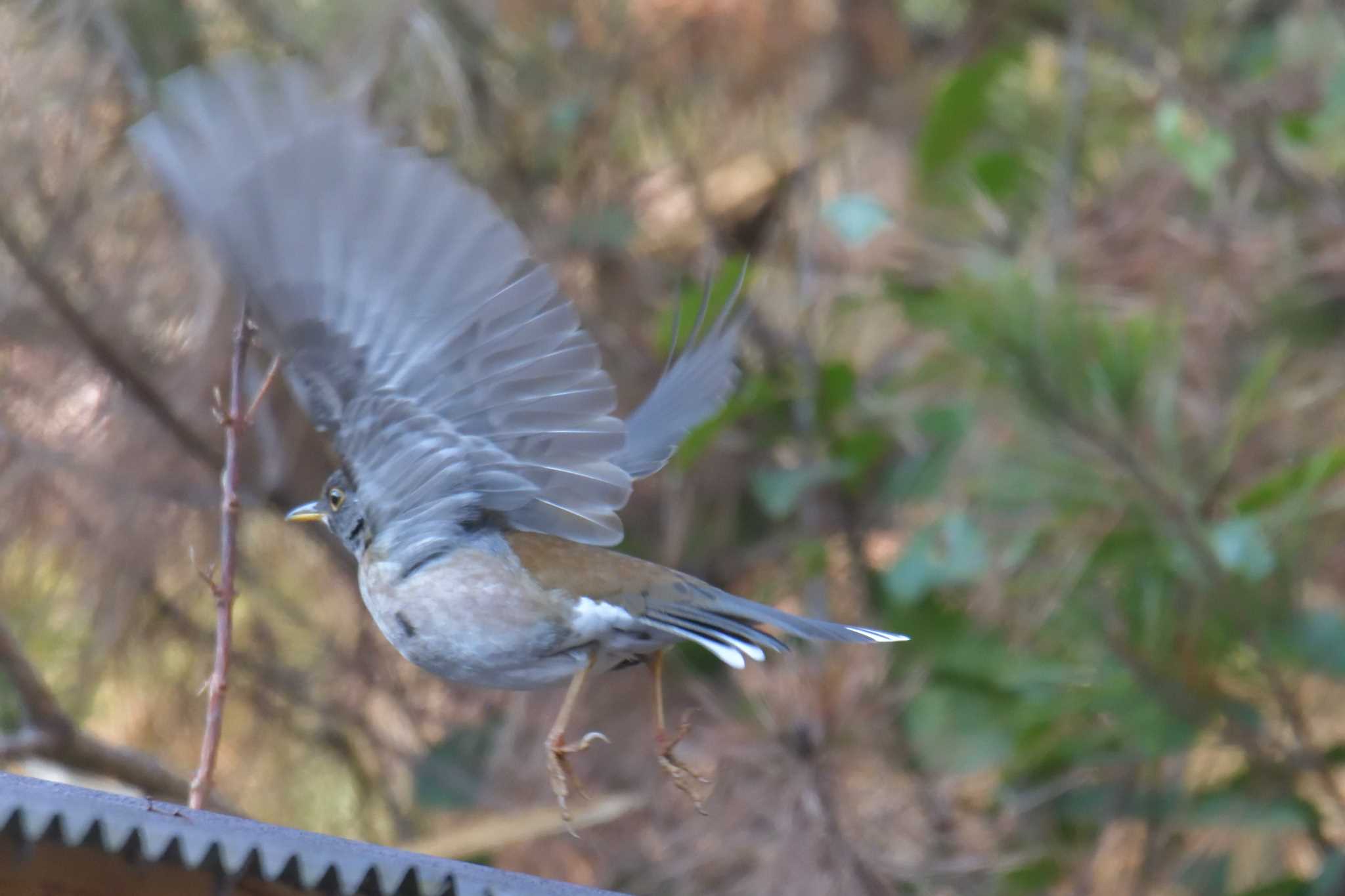 Photo of Pale Thrush at Mie-ken Ueno Forest Park by masatsubo