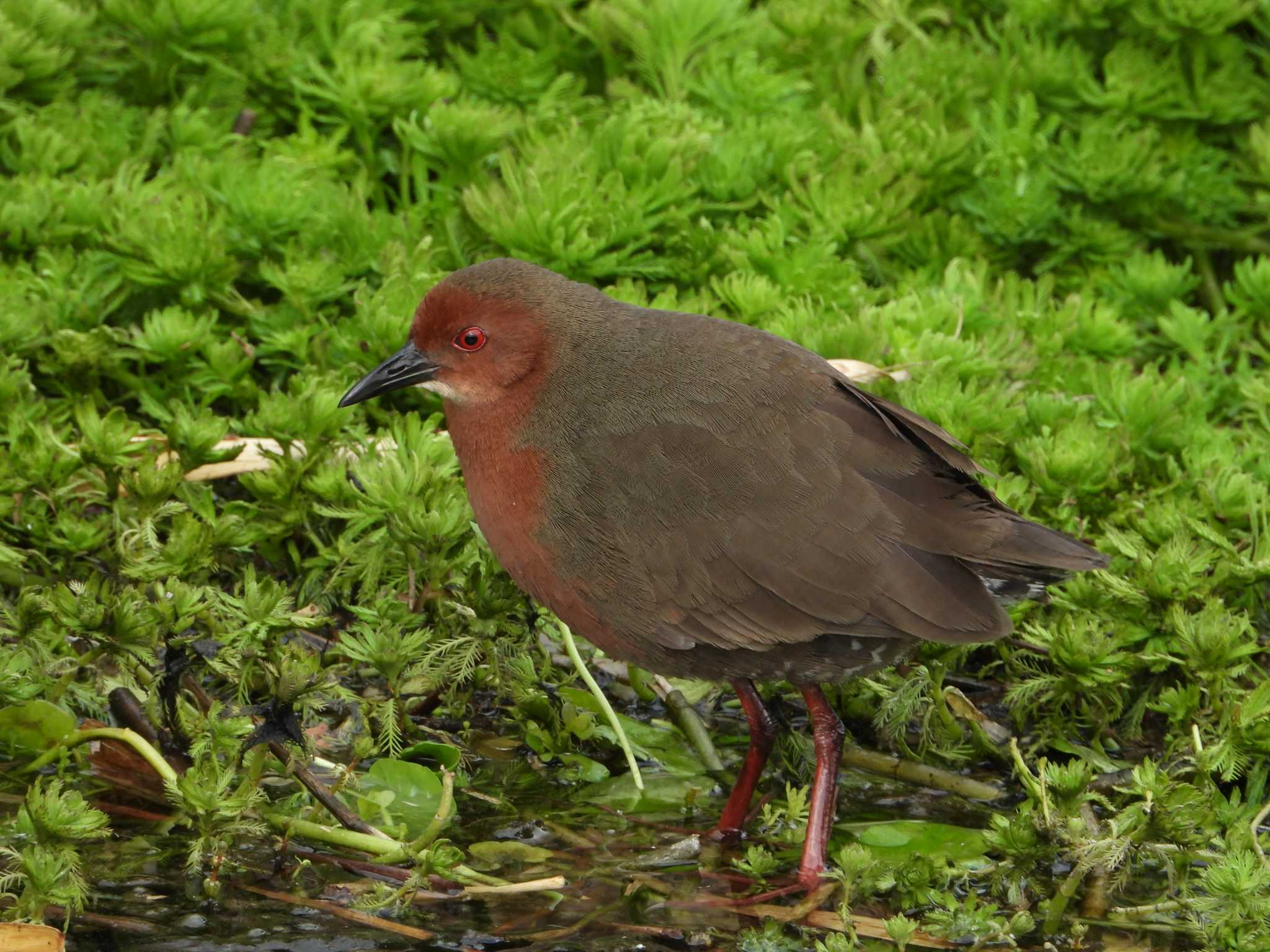 Photo of Ruddy-breasted Crake at 神戸市　垂水区 by 禽好き