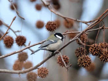 2019年2月17日(日) 自然環境保全センターの野鳥観察記録