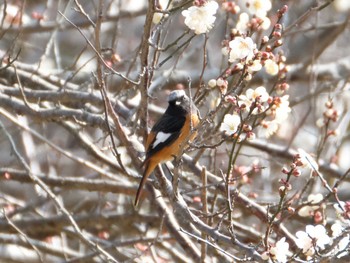 ジョウビタキ 自然環境保全センター 2019年2月17日(日)