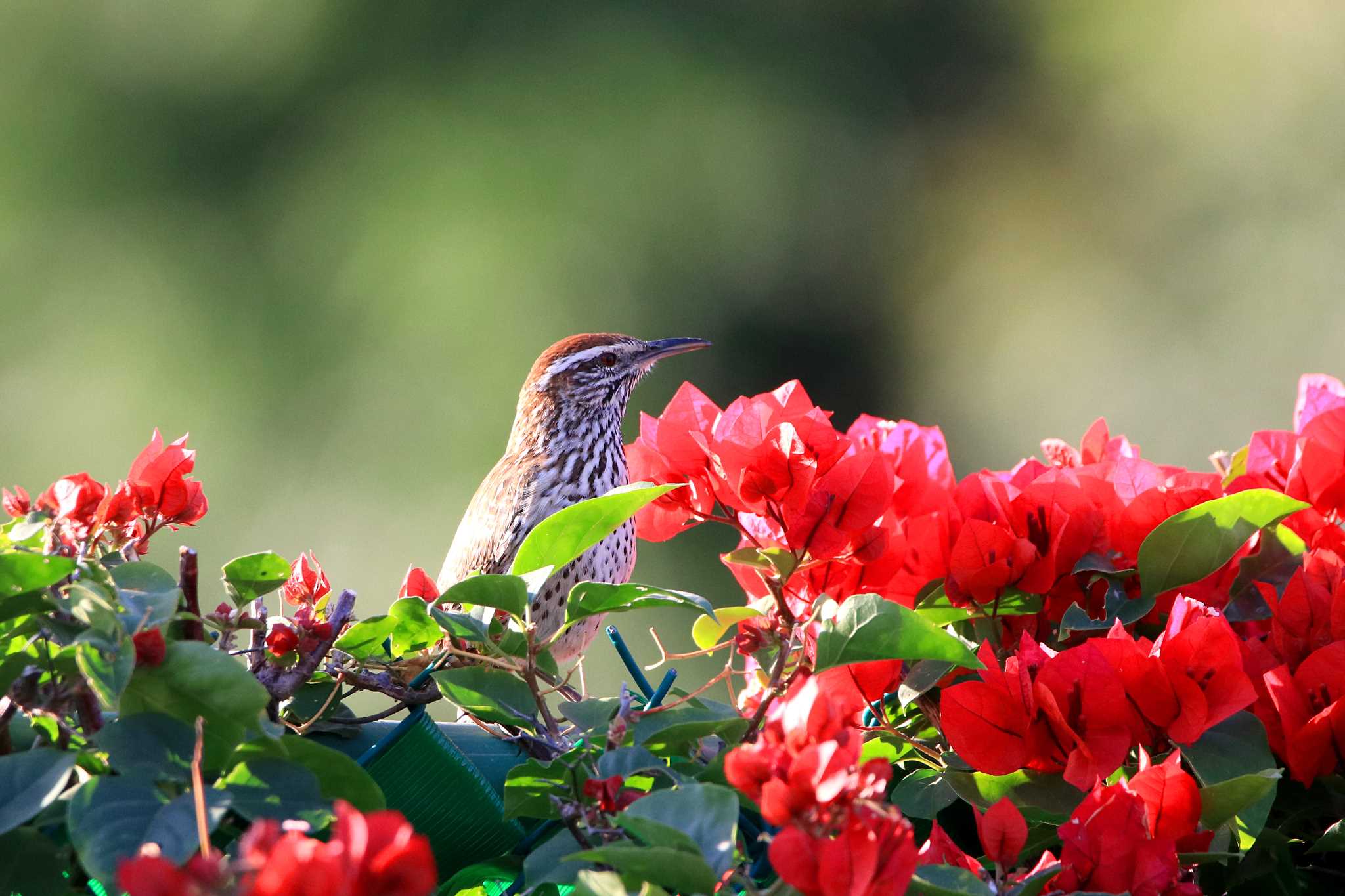 Photo of Cactus Wren at Pedregal Park(Mexico) by とみやん