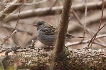 Grey Bunting Maioka Park Sun, 2/17/2019