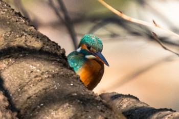 カワセミ 善福寺公園 2019年2月16日(土)