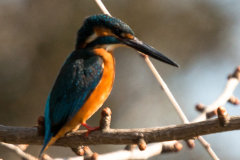 カワセミ 善福寺公園 2019年2月16日(土)