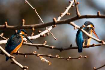 カワセミ 善福寺公園 2019年2月16日(土)