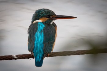 カワセミ 善福寺公園 2019年2月16日(土)