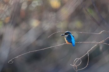 Common Kingfisher 落合公園 Unknown Date