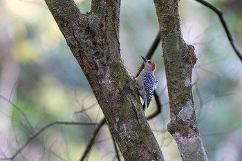 Red-crowned Woodpecker Cara Lguana Mon, 1/7/2019