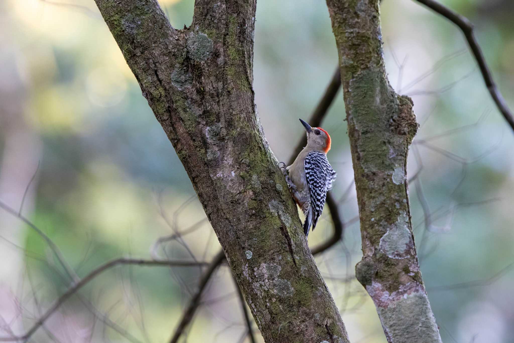 Red-crowned Woodpecker