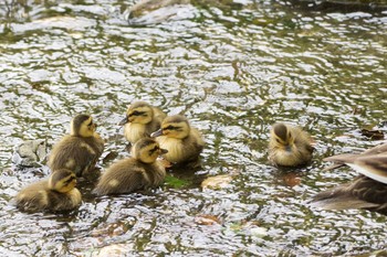 2017年5月15日(月) 小石川後楽園の野鳥観察記録