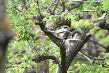 Tue, 5/9/2017 Birding report at Koishikawa Botanic Garden